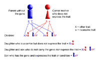 Click Image to Enlarge Genetic illustration demonstrating X-linked inheritance